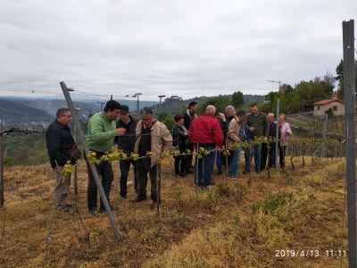 Profesionalización e desenvolvemento da viticultura na IXP Ribeiras do Morrazo (2019)