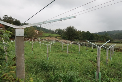Explotación agrícola para produción de viñedo e oliveiras